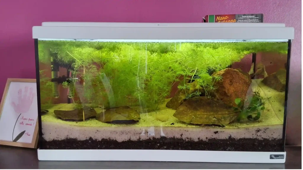 Vue rapprochée d'un aquarium naturel low-tech pour poisson combattant sans filtre avec plantes denses.