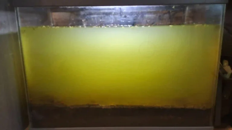 Aquarium eau verte trouble – Solution naturelle Low-tech