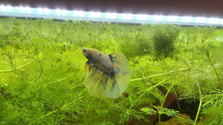 Poisson combattant Betta splendens dans aquarium naturel densément planté sans filtre méthode Low-tech Walstad