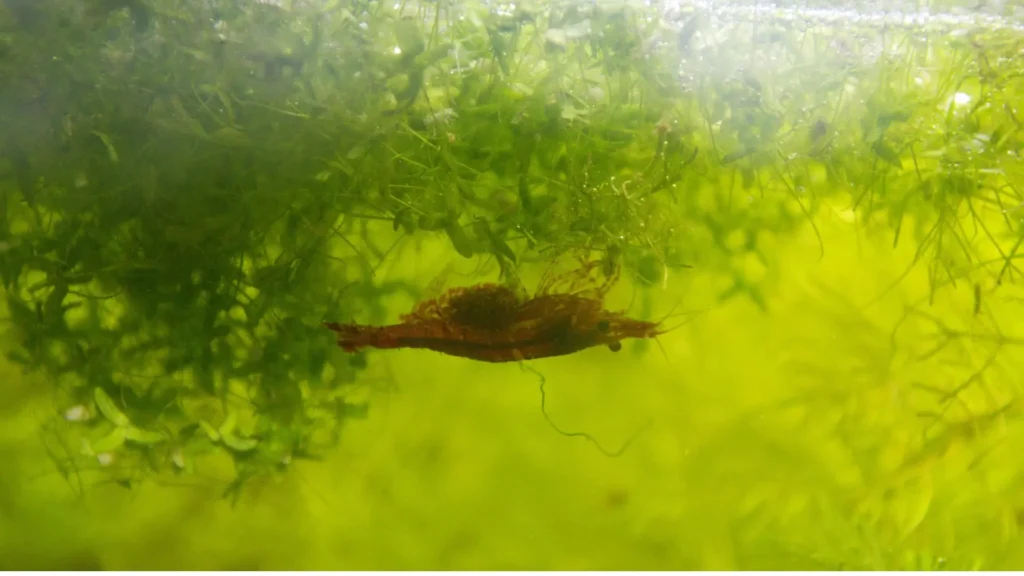 Crevette Red Cherry nageant parmi les plantes dans un aquarium Low-tech naturel