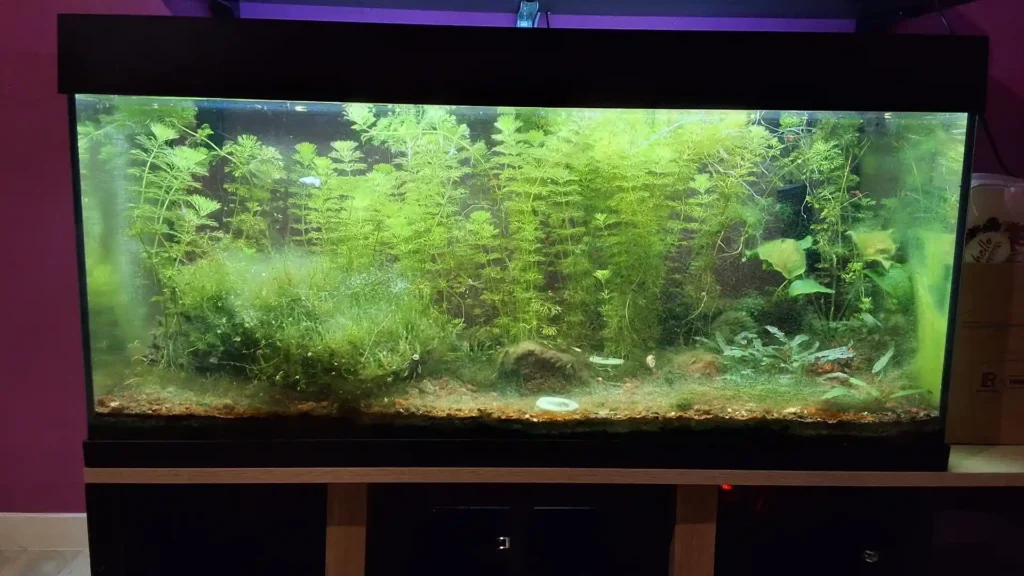 Aquarium naturel après la dissipation d'un bloom bactérien d'eau blanche, montrant une eau redevenue limpide et un décor planté sain.