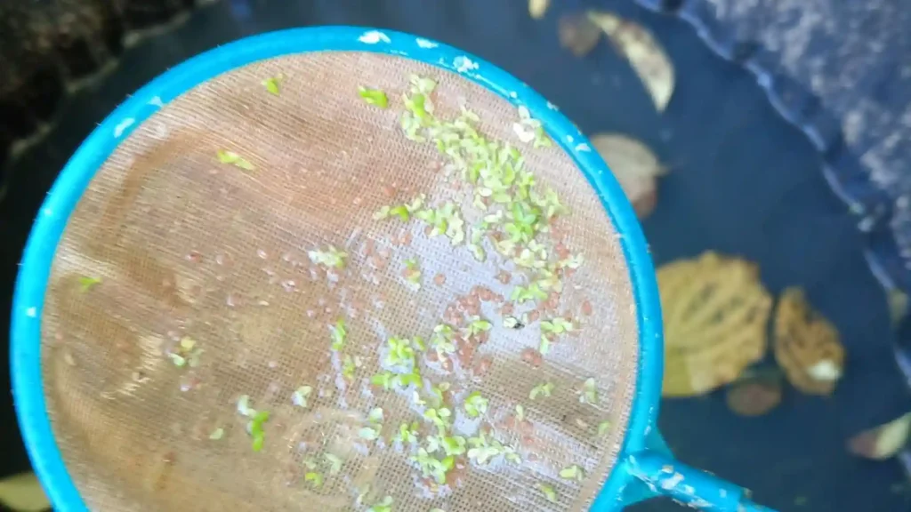 Poisson Combattant chassant des daphnies vivantes dans un aquarium Low-tech.
