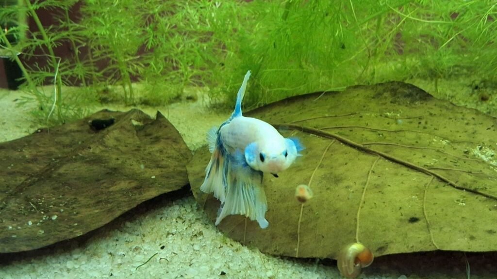 Betta splendens dans un aquarium Low-tech avec feuilles de Catappa et Cérato prêt pour les vacances