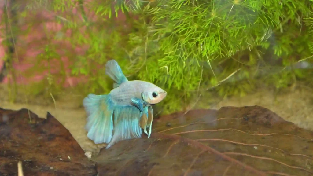Betta splendens reposant sur une feuille de Catappa dans un aquarium Low-tech autonome pendant 2 semaines