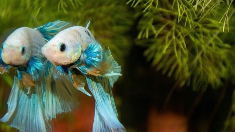 Aquarium sans surveillance pendant 3 semaines : osmolation, glaçon et anneau de surface