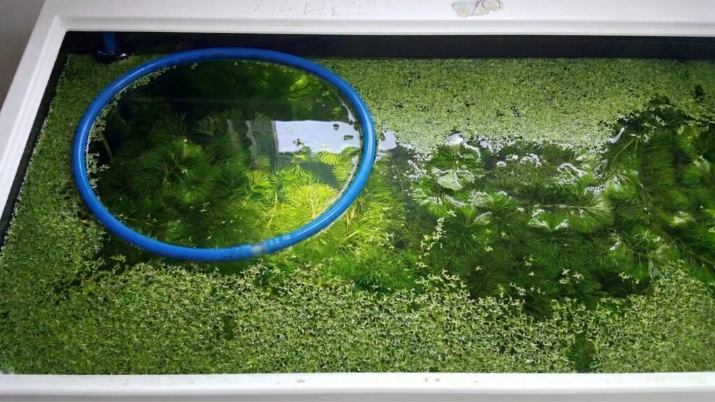 Vue de dessus d'un aquarium Low-tech recouvert de lentilles d'eau et Cératophyllum  plantes flottantes qui régulent les nitrates pendant les vacances