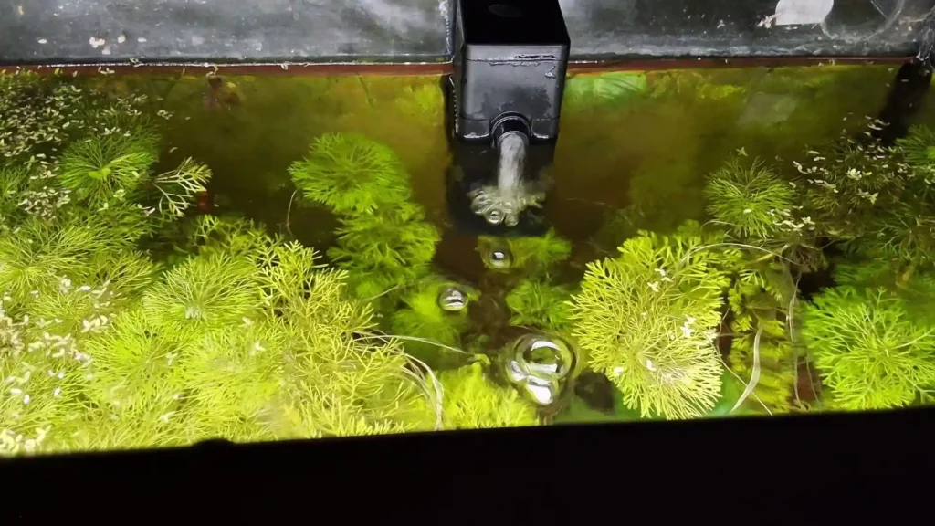 pompinette brassage surface aquarium naturel low-tech oxygénation canicule