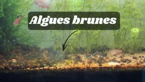 algues brunes aquarium - diatomées sur vitre et plantes