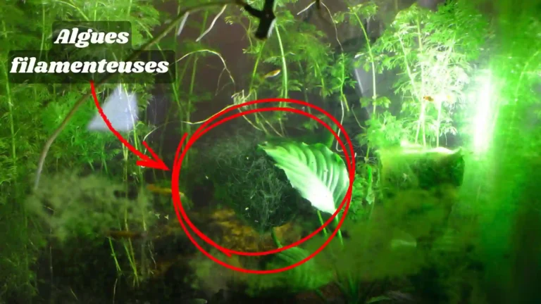 Algues Filamenteuses en Aquarium : Pourquoi Elles Envahissent Tout (et Comment S&rsquo;en Débarrasser)