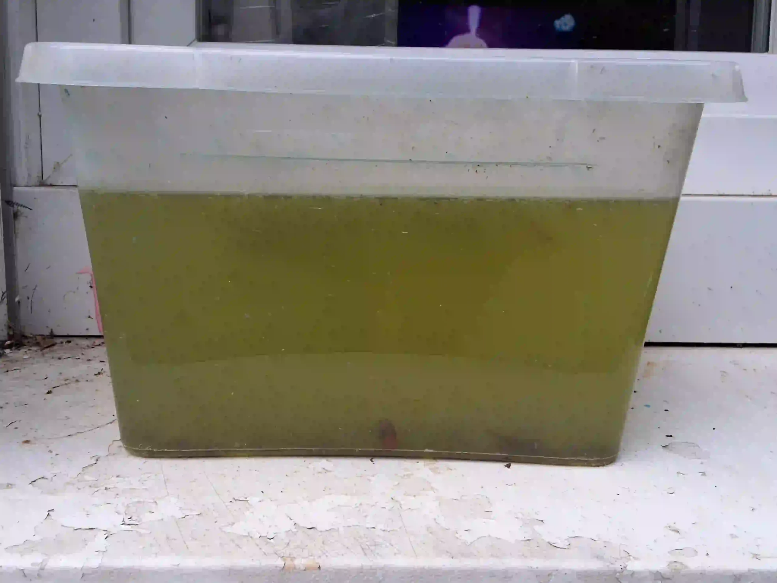 Culture de daphnies Low-tech (AquaLowtech)