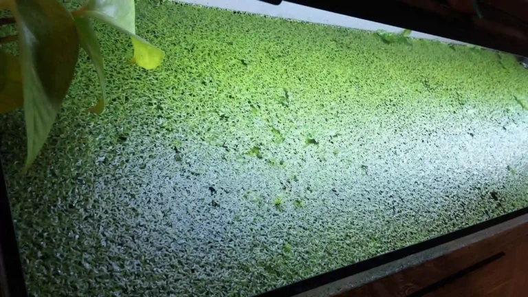 Lentilles d&rsquo;eau aquarium : rôle, bienfaits et comment les contrôler