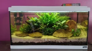 Aquarium 60 litres combien de poissons - bac planté low-tech