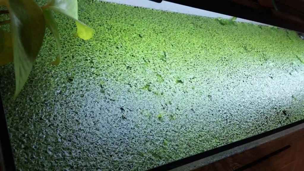 Lentilles d'eau couvrant la surface d'un aquarium 60 litres planté naturel