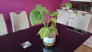 Monstera en hydroculture dans un bocal d'eau, racines développées visibles