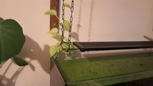 Pothos en aquarium fixé sur une chaîne suspendue à la rampe LED, racines plongeant au-dessus des lentilles d'eau